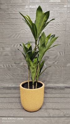 รูปแบบเปลือกเมล่อนฮันนีดิวสีเหลือง กระถางไฟเบอร์ดินทรงกลม โครงการจัดสวน